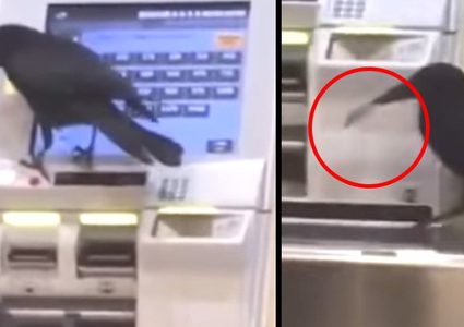 غراب يسرق بطاقة ائتمانية ويحاول شراء تذكرة قطار