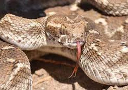 اصابة فتى 15 عاماً من نابلس بلدغة أفعى