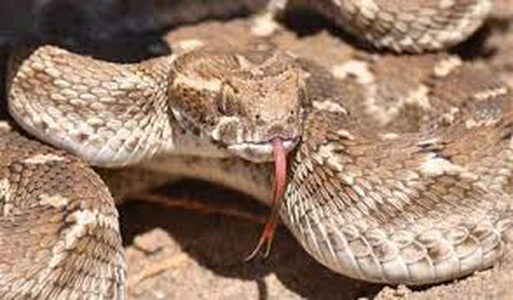 اصابة فتى 15 عاماً من نابلس بلدغة أفعى