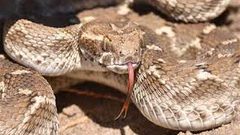 اصابة فتى 15 عاماً من نابلس بلدغة أفعى