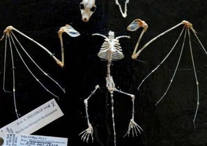 "الخفافيش" موجودة على الأرض منذ 33 مليون سنة