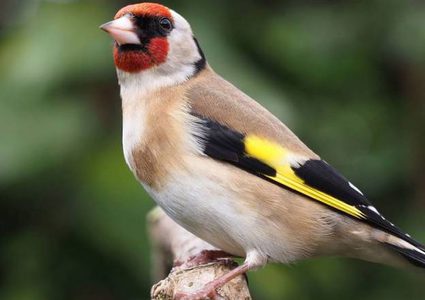 "التعليم البيئي": 500 مليون طائر تعبر فلسطين سنويا