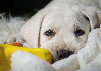 كلب يطلق النار عل صاحبه