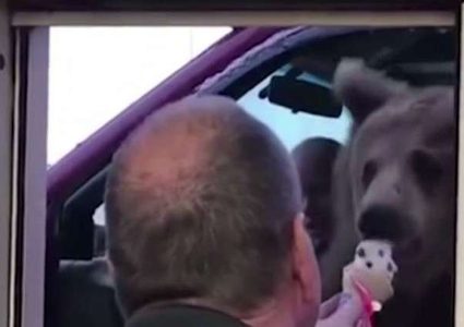 جولة في السيارة وآيس كريم لدب في كندا!