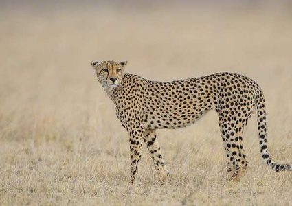 عائلة فرنسية تنجو بأعجوبة من فهود مفترسة!