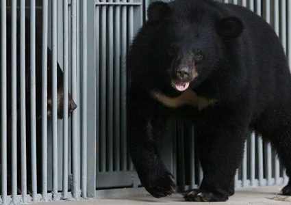 سيدة تربي جرو لسنتن لتكتشف أنه دب!