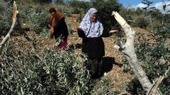 مستوطنون يقطعون أشجار زيتون شمال نابلس
