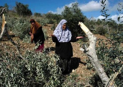 مستوطنون يقطعون أشجار زيتون شمال نابلس