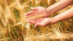 ما هي علامات الإصابة بحساسية القمح ؟