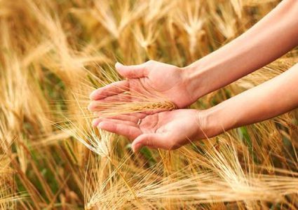 ما هي علامات الإصابة بحساسية القمح ؟