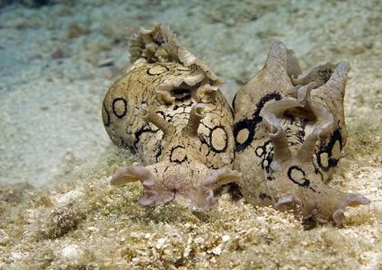 نجاح عملية لزراعة ذاكرة