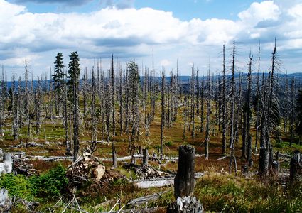 هل الأراضي المحمية بيئياً هي حقاً محمية؟