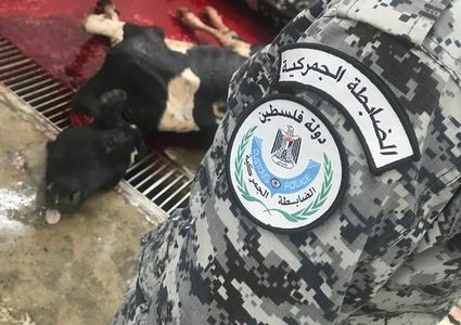 الضابطة الجمركية تتلف 3 ابقار مجهولة المصدر وغير صالحة للاستهلاك الادمي