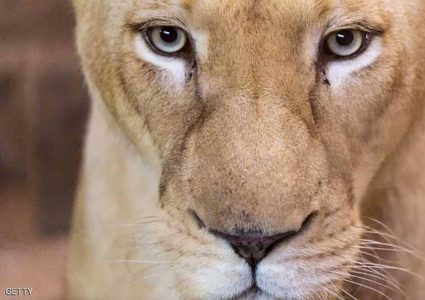 أسد "يلتهم" دراجا.. في واشنطن