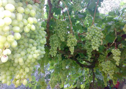 مستوطنون يعدمون "700" شجرة عنب في حلحول