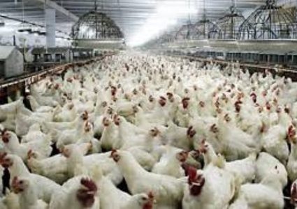 الخليل: إتلاف أكثر من 700 دجاجة مهربة