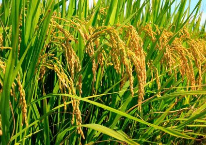 ثاني أكسيد الكربون هل سيقضي على فوائد نبتة الأرز؟