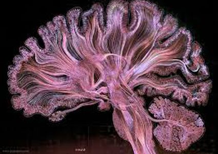 علماء يتعلمون فك شيفرات الدماغ لفهم الأمراض!