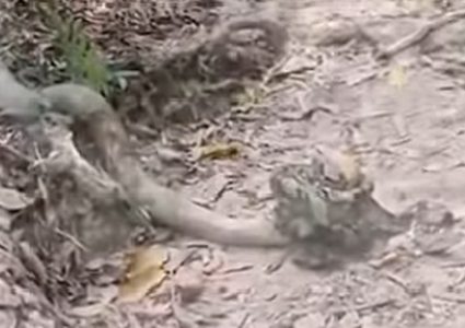 معركة تشتعل بين  ثعبانين (فيديو)