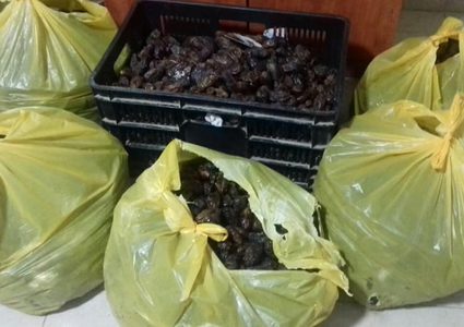 اتلاف تمور غير صالحة للاستهلاك الآدمي في بيت لحم