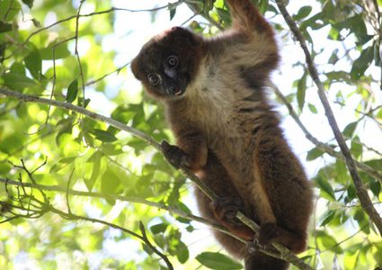 نظام تعرف على الوجه لحماية الحيوانات المعرضة للانقراض