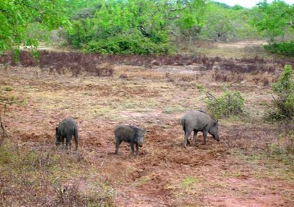 الخنازير البرية آفة تبدد سكون قرية فرعتا .. المواطنون: أوجدوا لنا حلاً