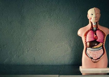 العلماء يكتشفون كيفية عمل "الدماغ الثاني" داخل جسم الإنسان!