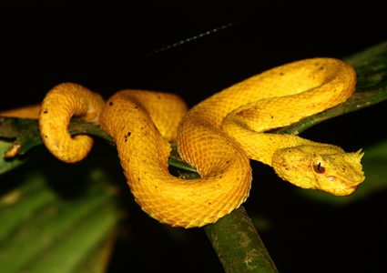 تعرف على سر سم الأفاعي القاتل