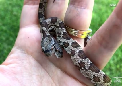 امرأة تربي أفعى برأسين!