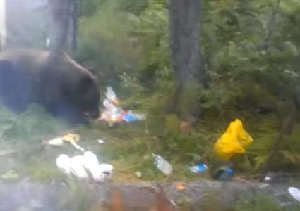 دب يبتز سائحا ويأكل طعامه (فيديو)