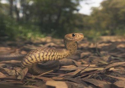 أفعى "ترعب" امرأة بخروجها من فتحة هواء السيارة