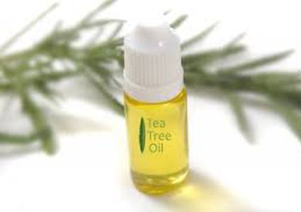 ما مدى فعالية زيت شجرة الشاي في مجال التعقيم ؟