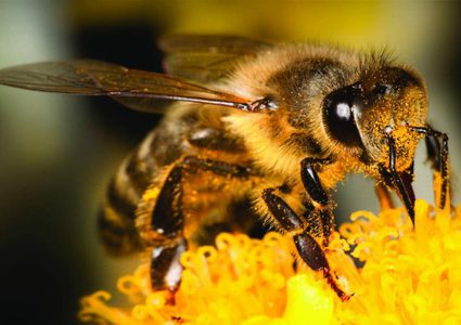 ما مدى ذكاء أدمغة النحل ؟