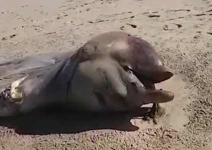 كائن بحري غامض يثير حيرة العلماء!