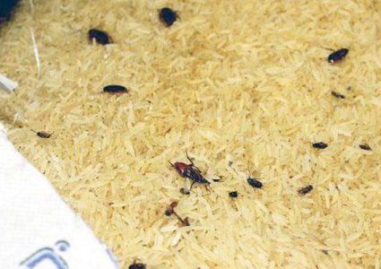 تفاصيل جديدة حول قضية الأرز الفاسد في نابلس