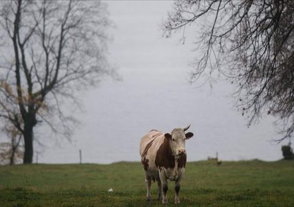 بقرة مهددة بالإعدام بعد عبورها حدود