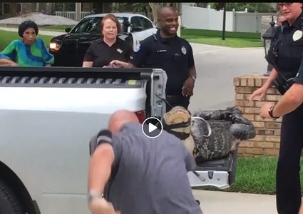 تمساح عنيد يضرب رجلا ويفقده وعيه!