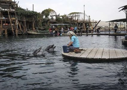 الدلافين تنادي بعضها بـ "أسماء" كالبشر!