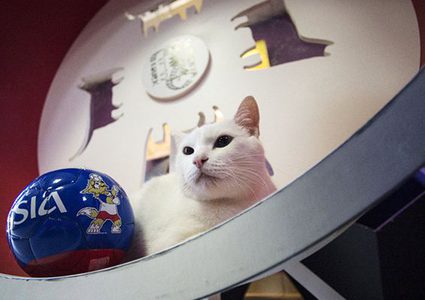 القط "أخيل" يختار روسيا للفوز على السعودية بافتتاحية المونديال