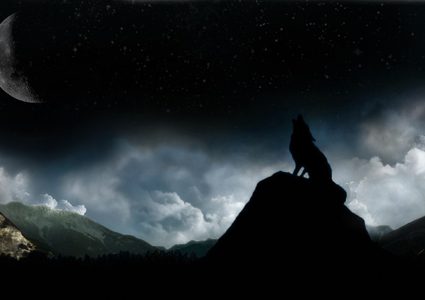 حيوانات تتحول إلى الحياة الليلية.. تعرف على السبب