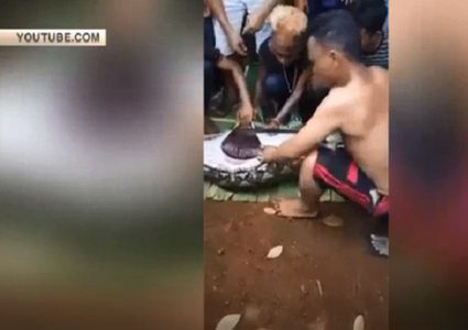 بالفيديو.. ثعبان يبتلع امرأة في إندونيسيا
