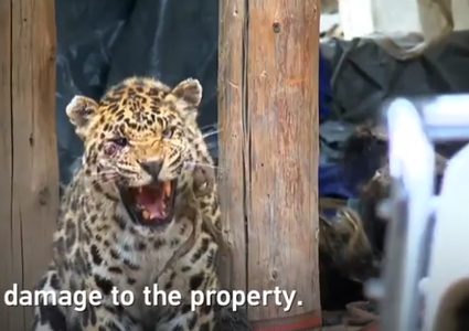 نمر جريح يهاجم البيوت والسيارات (فيديو)