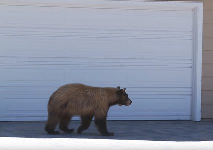 دب  يقتحم منزلا بحثا عن الطعام!