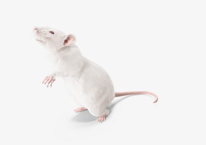 انتشار واسع لعدوى قاتلة تنقلها الفئران!