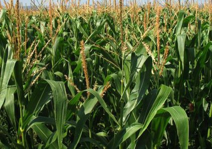 العراق يحظّر زراعة الأرز والذرة الصفراء بسبب شح المياه