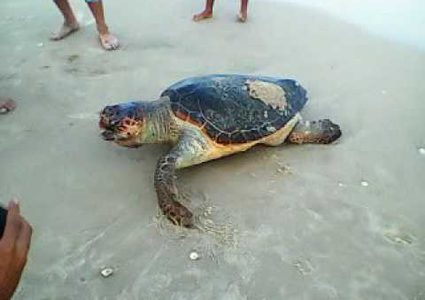 سلحفاة بحرية في غزة (فيديو)