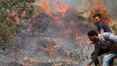 مستوطنون يحرقون عشرات الدونمات المزروعة بالزيتون في بورين