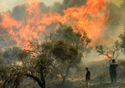 مستوطنون يحرقون 300 شجرة زيتون في قرية "تل"