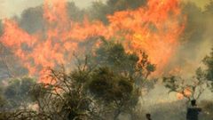 مستوطنون يحرقون 300 شجرة زيتون في قرية "تل"