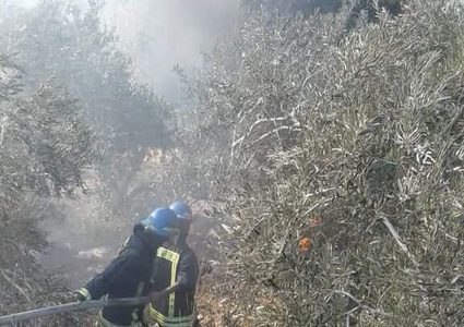 حرائق بالجملة .. تطال الشجرة المقدسة.. المستوطنون متهمون!